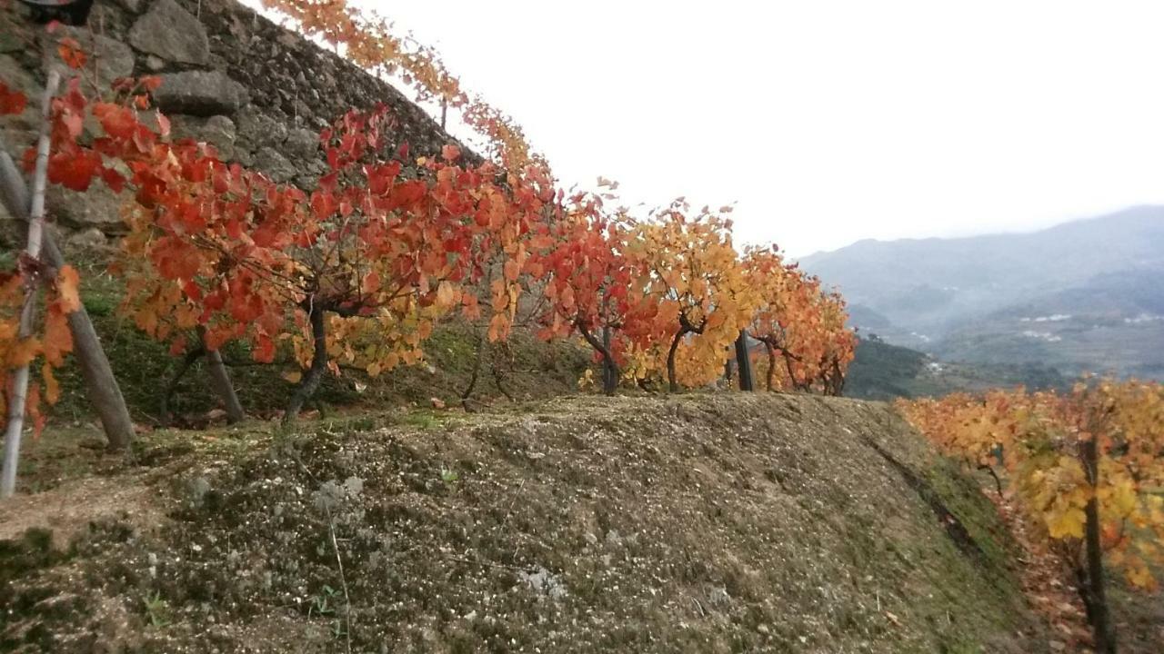 Quinta Barqueiros D'Ouro - Casa Da Musica Βίλα Mesão Frio Εξωτερικό φωτογραφία